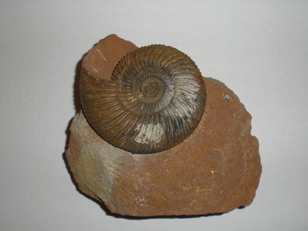 Other German Ammonites