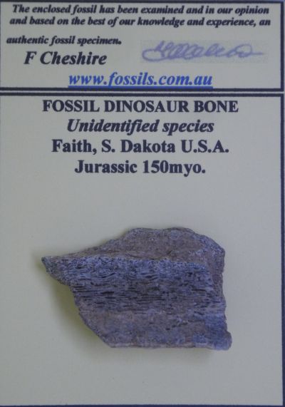 Dinosaur bone .