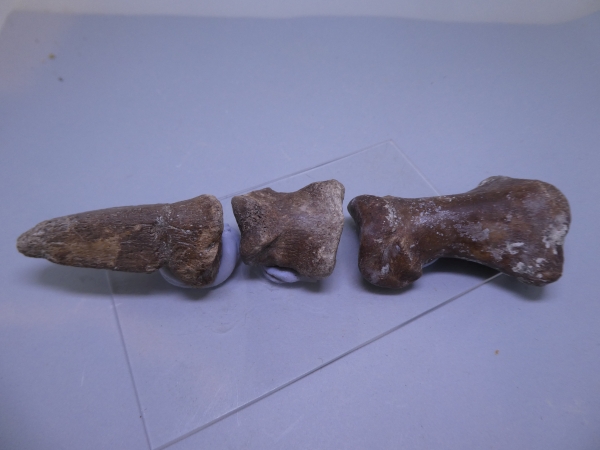 Kangaroo Toe Bones