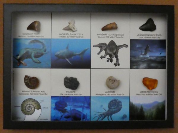 Boxed  Fossil Collection.