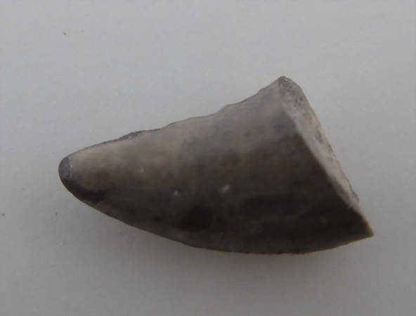 Megalania Tooth.