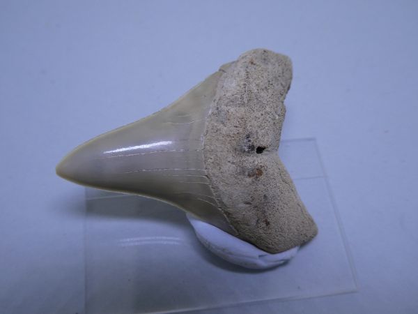 Isurus Hastalis Tooth.