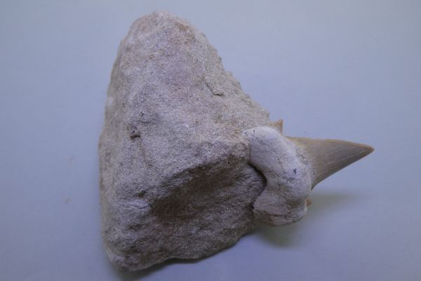 Otodus Obliquus Tooth on Matrix.