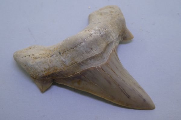 Otodus Obliquus Tooth.