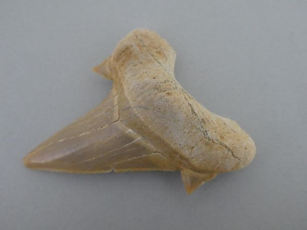 Otodus Obliquus Tooth.