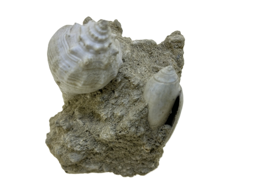 Gastropod.