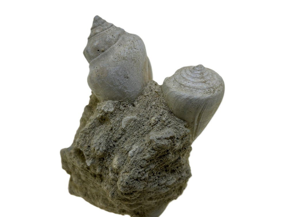 Gastropod.
