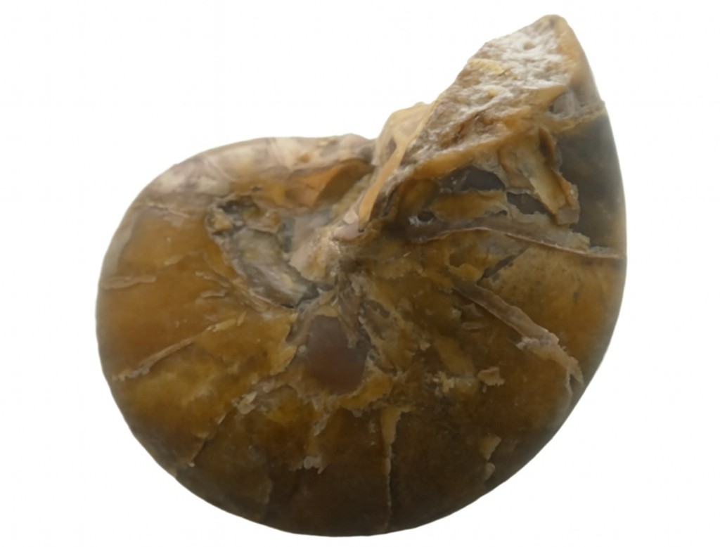 Cymatoceras Ammonite.
