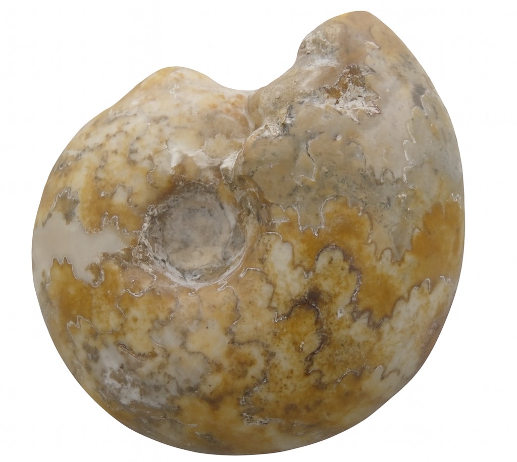 Ammonite.