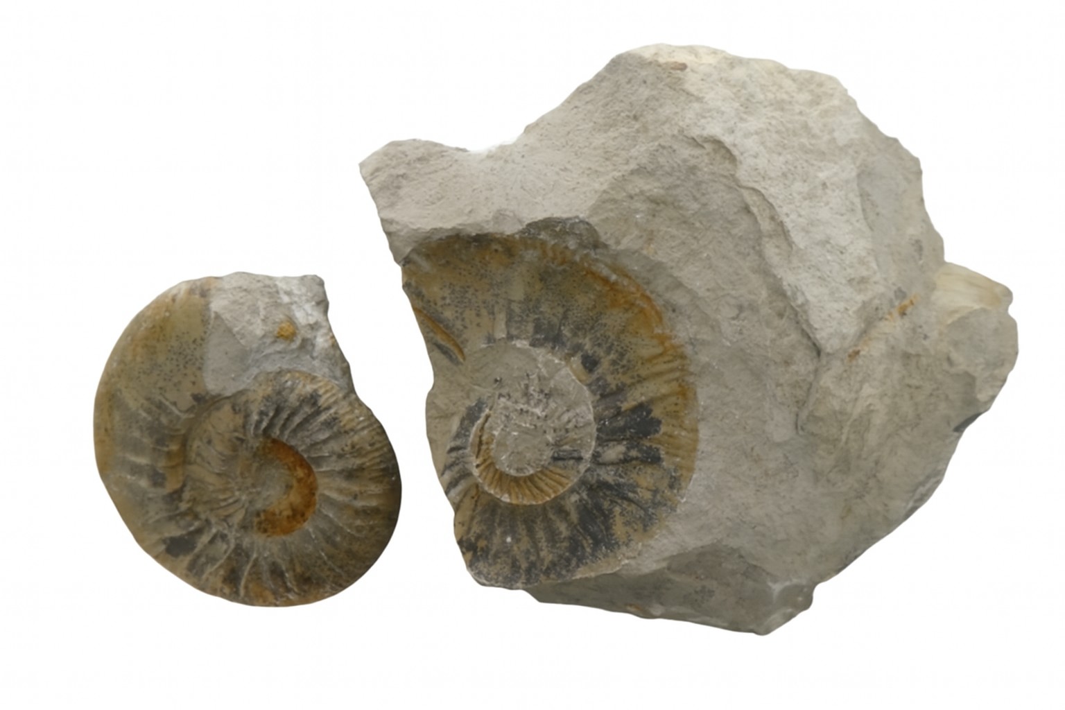 Ataxioceras Ammonite.