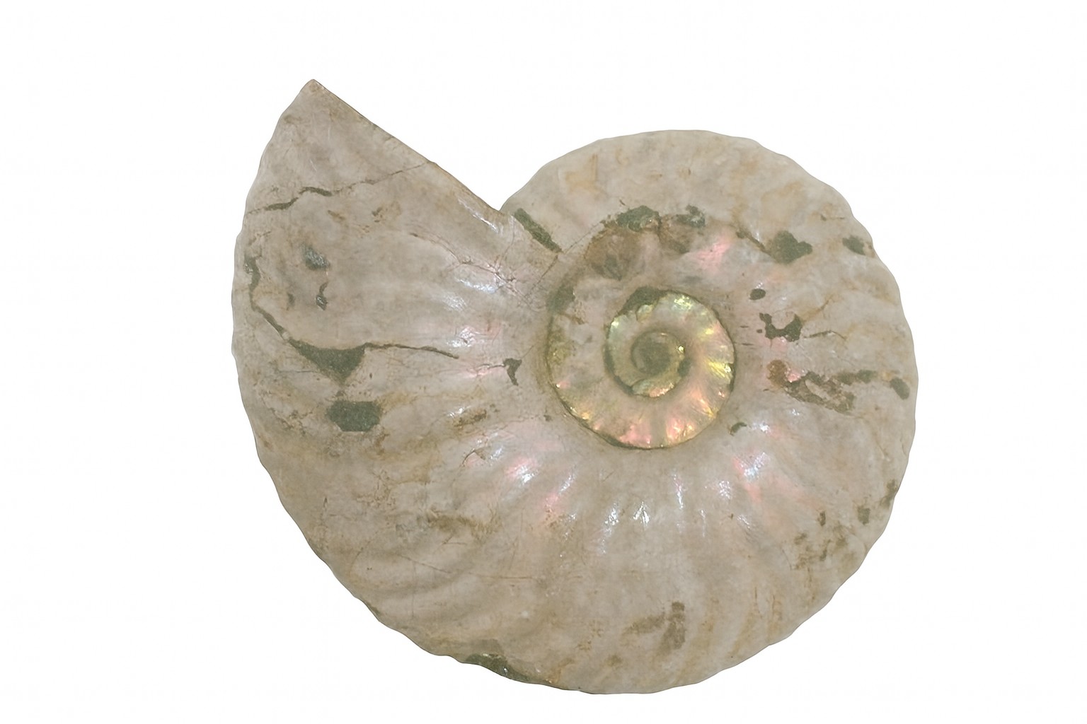 Iridescent Cleoniceras