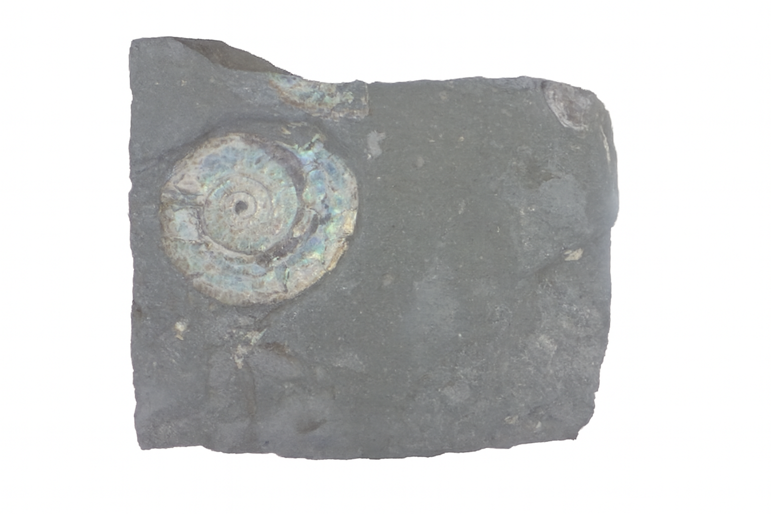 Psiloceras Planorbis.