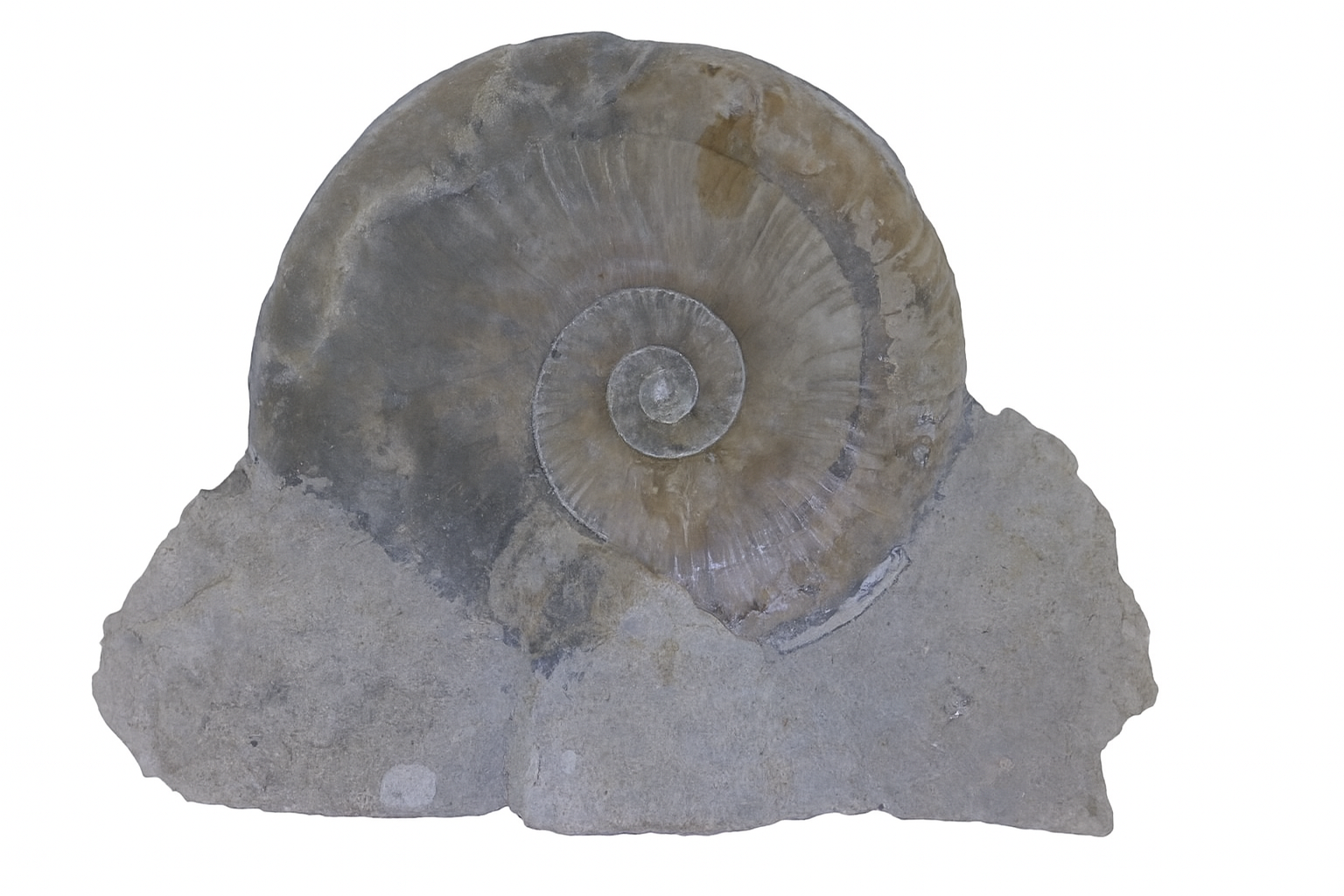 French Ammonites