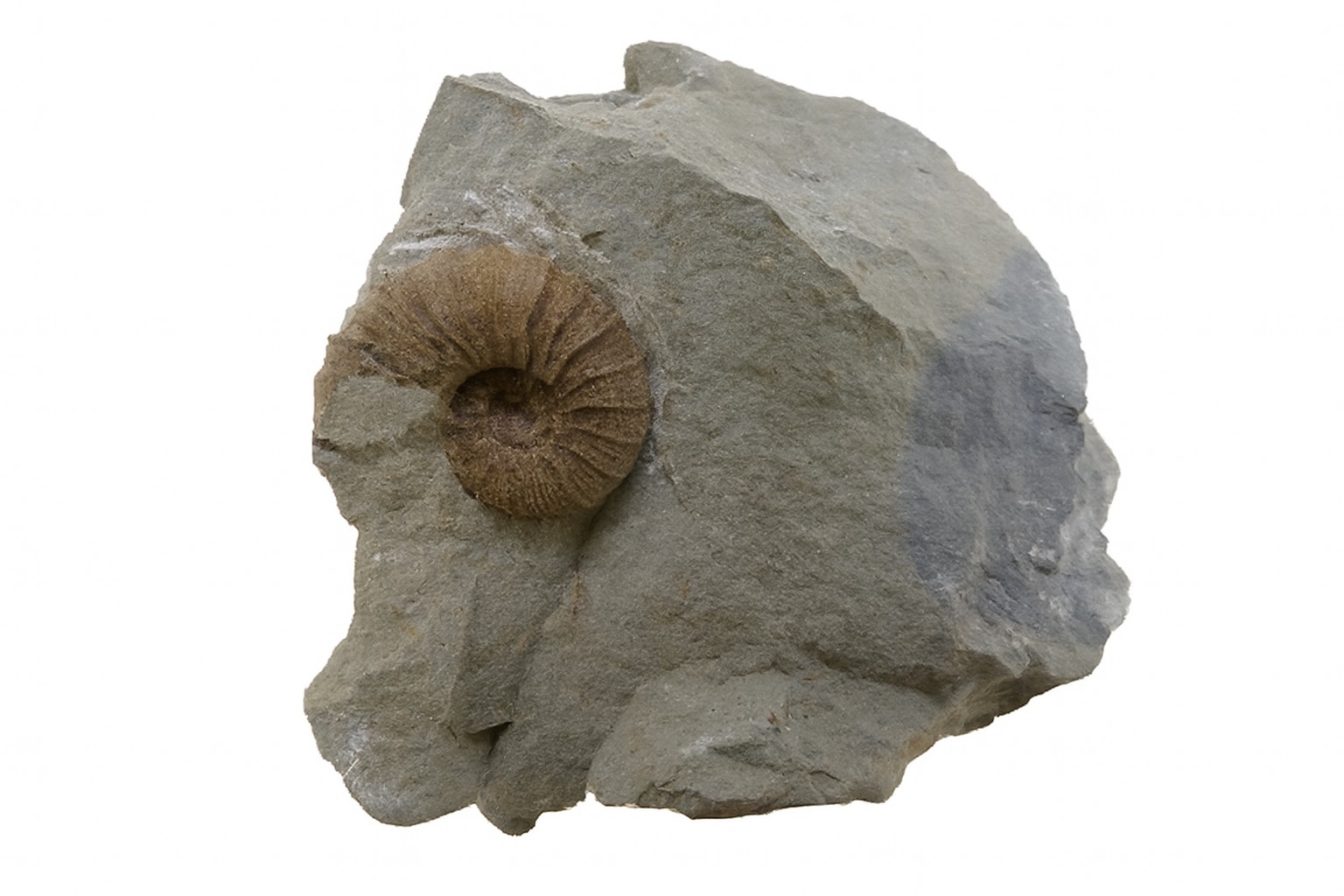Holodiscus.