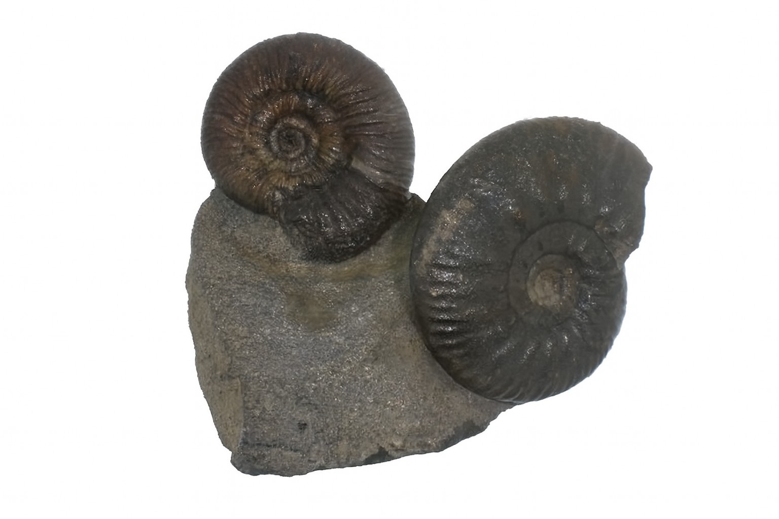 Other German Ammonites
