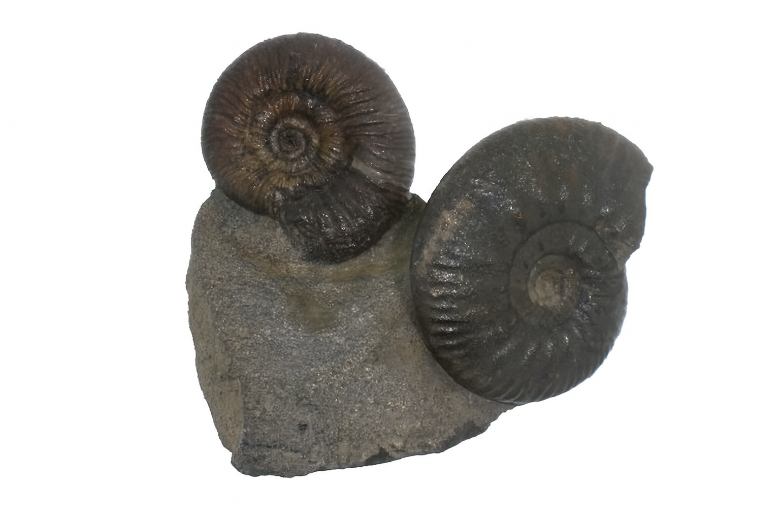 Other German Ammonites