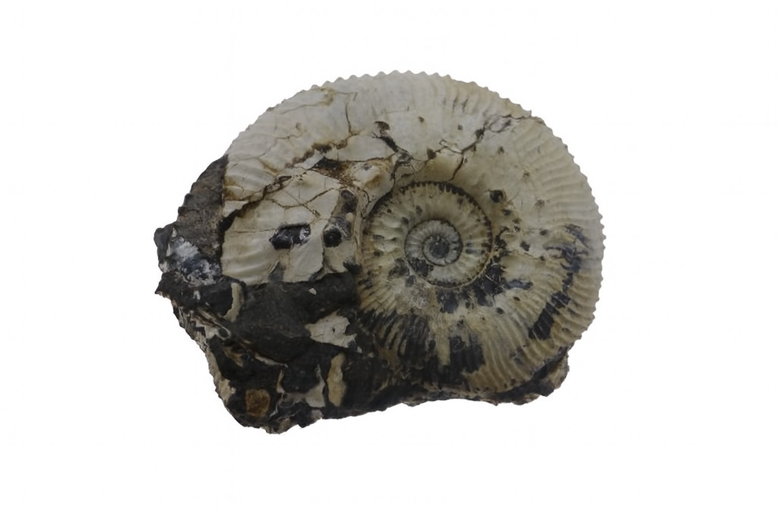 Kosmoceras jason.
