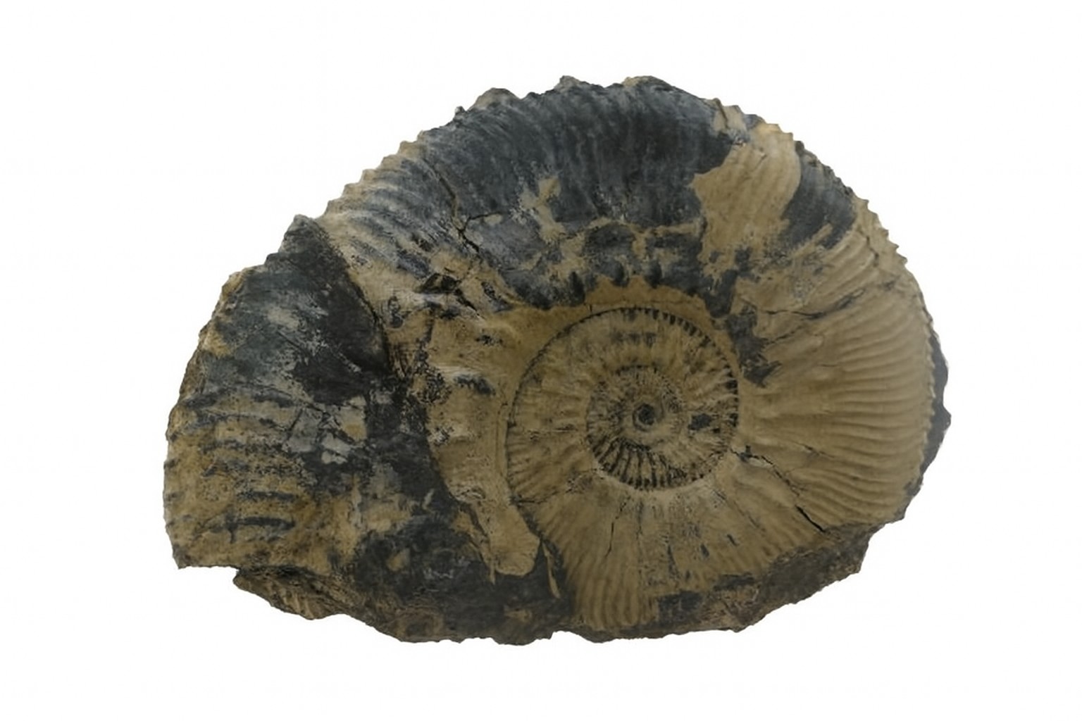 Kosmoceras jason.