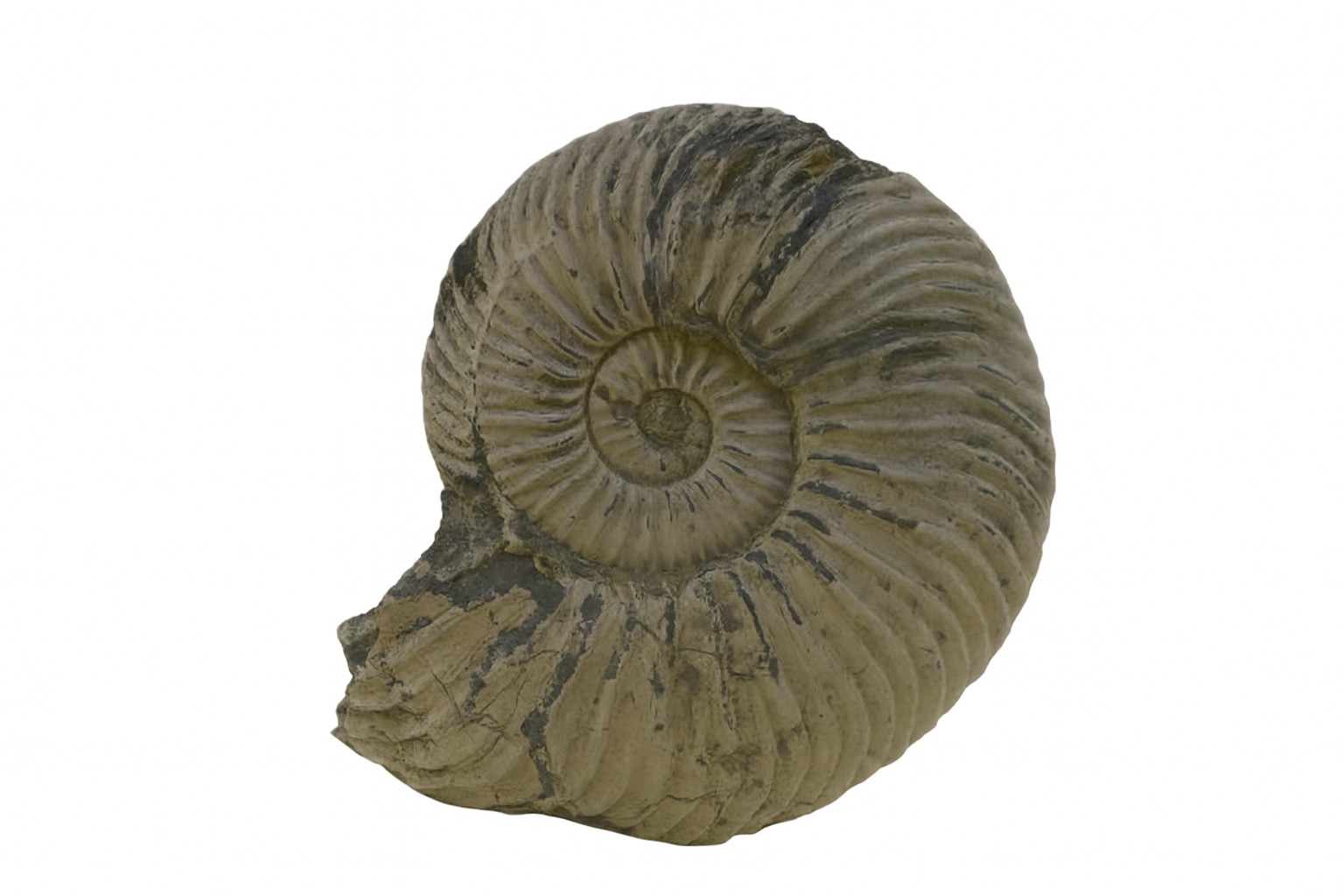 Kosmoceras jason.