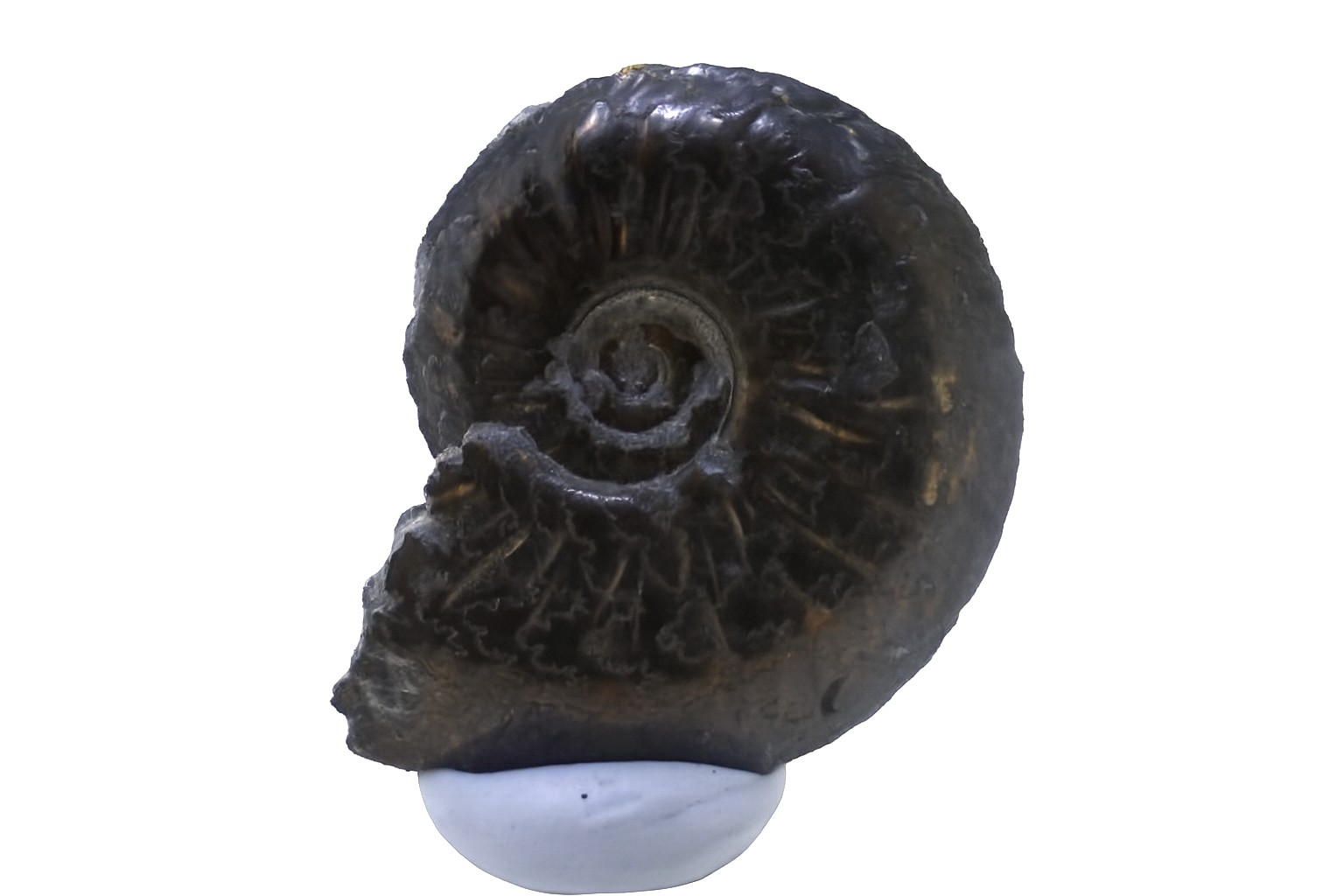 Oxynoticeras oxynotum.