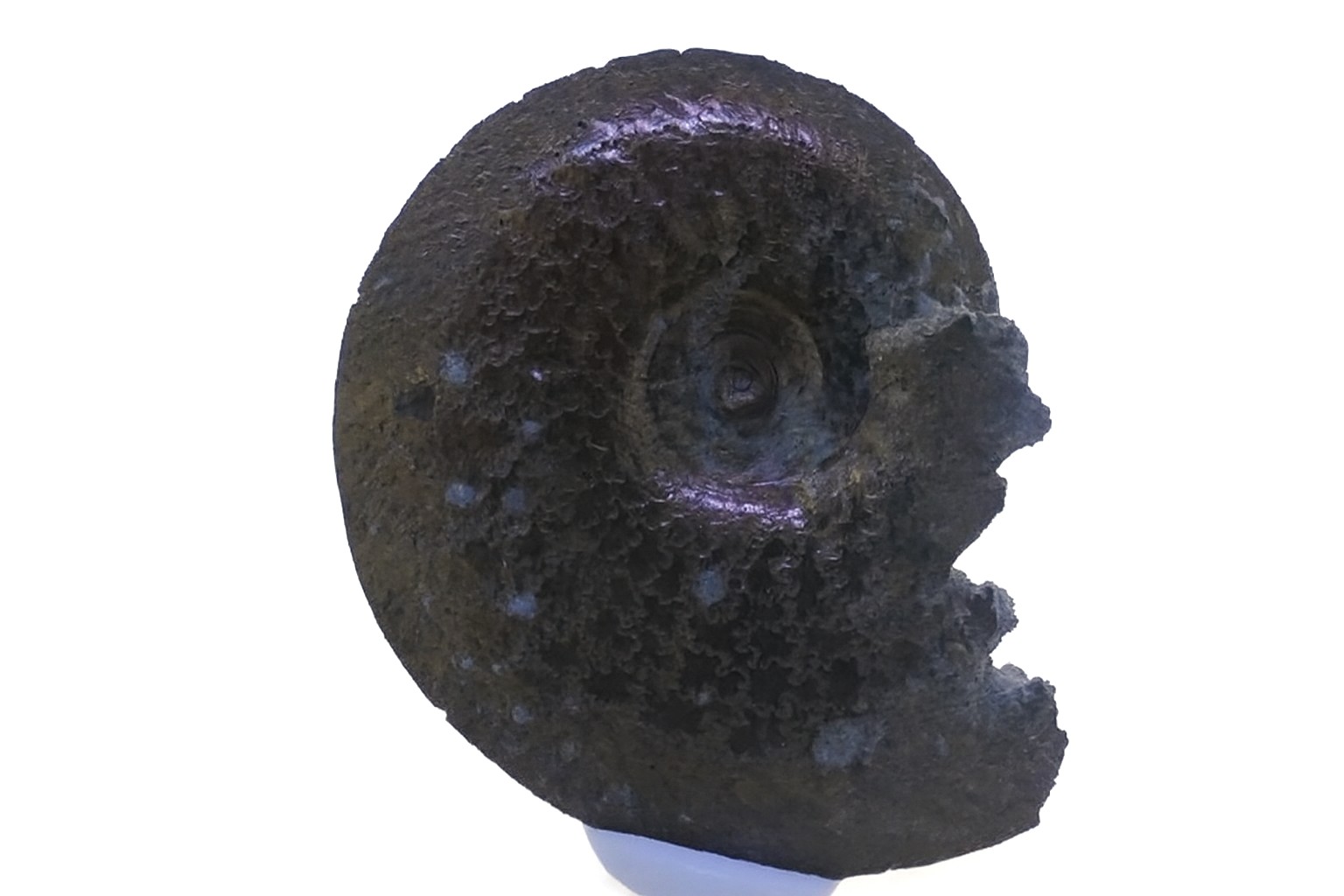 Oxynoticeras
