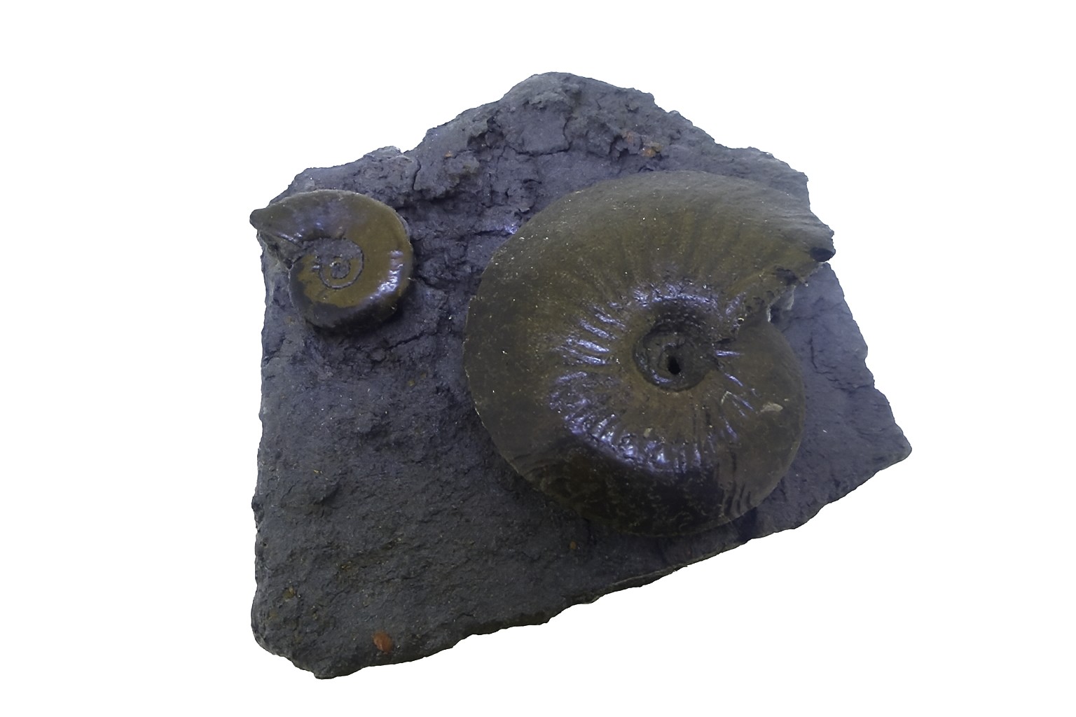 Oxynoticeras oxynotum.