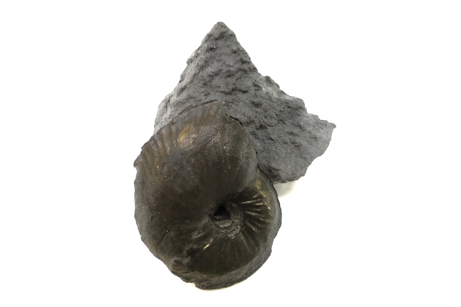 Oxynoticeras oxynotum.