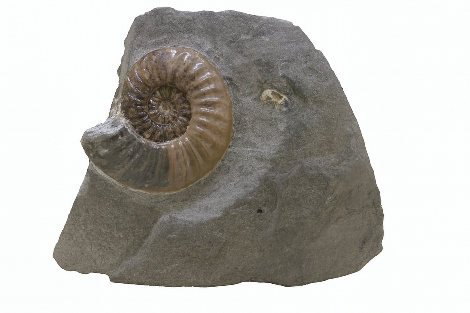 U.K. Ammonites