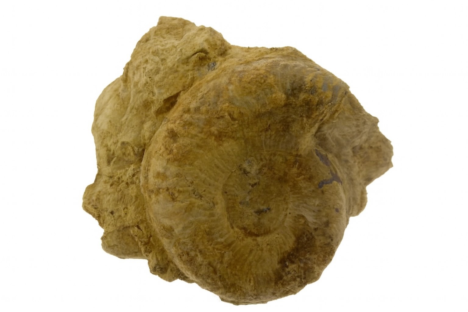 Pseudogrammoceras fallicosum.