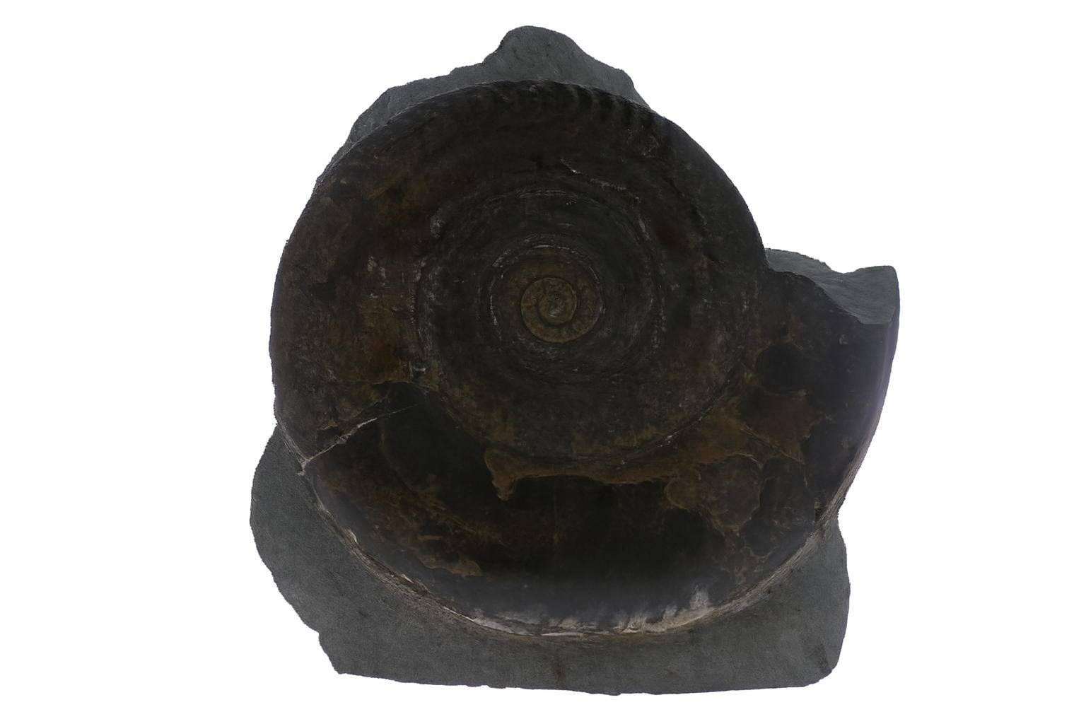 Hildoceras bifrons