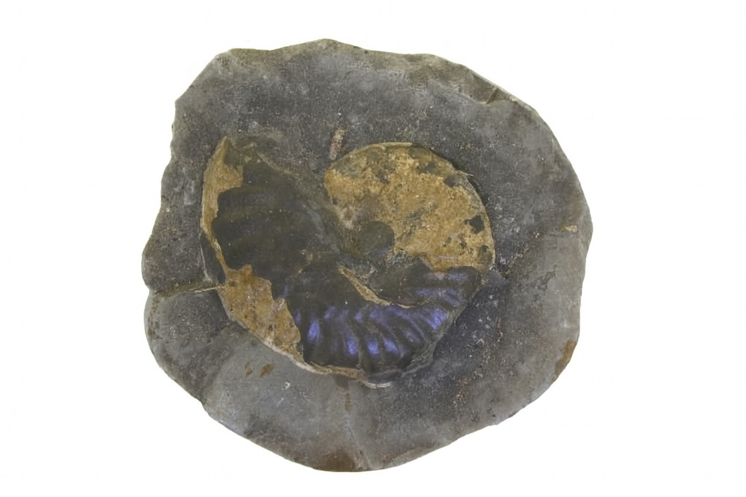 Sanmartinoceras olene