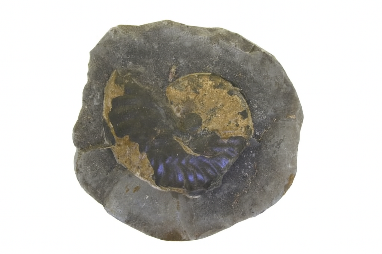 Sanmartinoceras olene