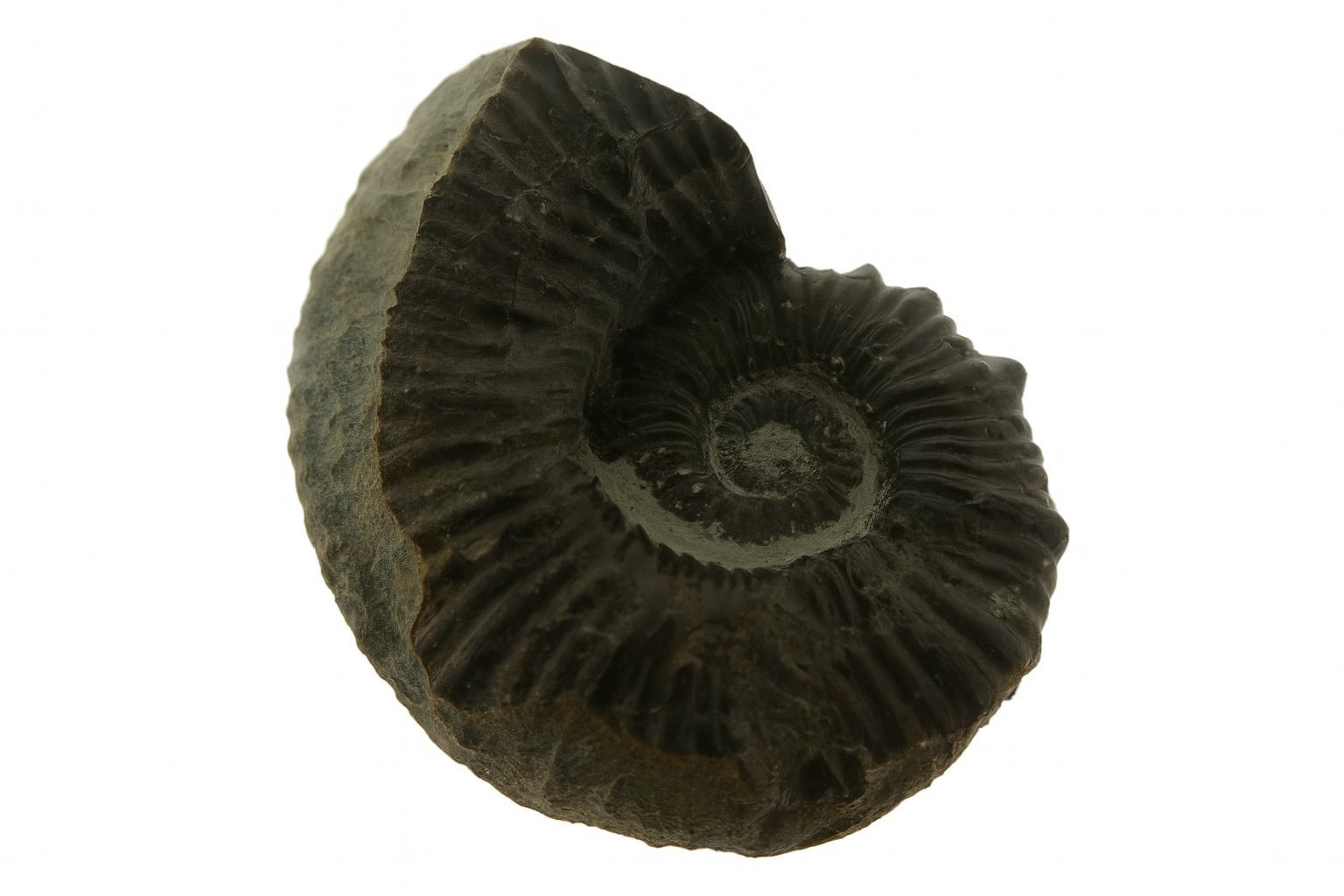 Australiceras.