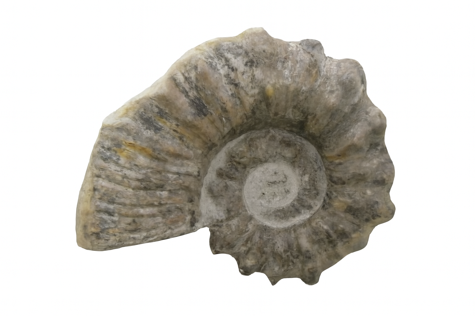 Australiceras jackii.