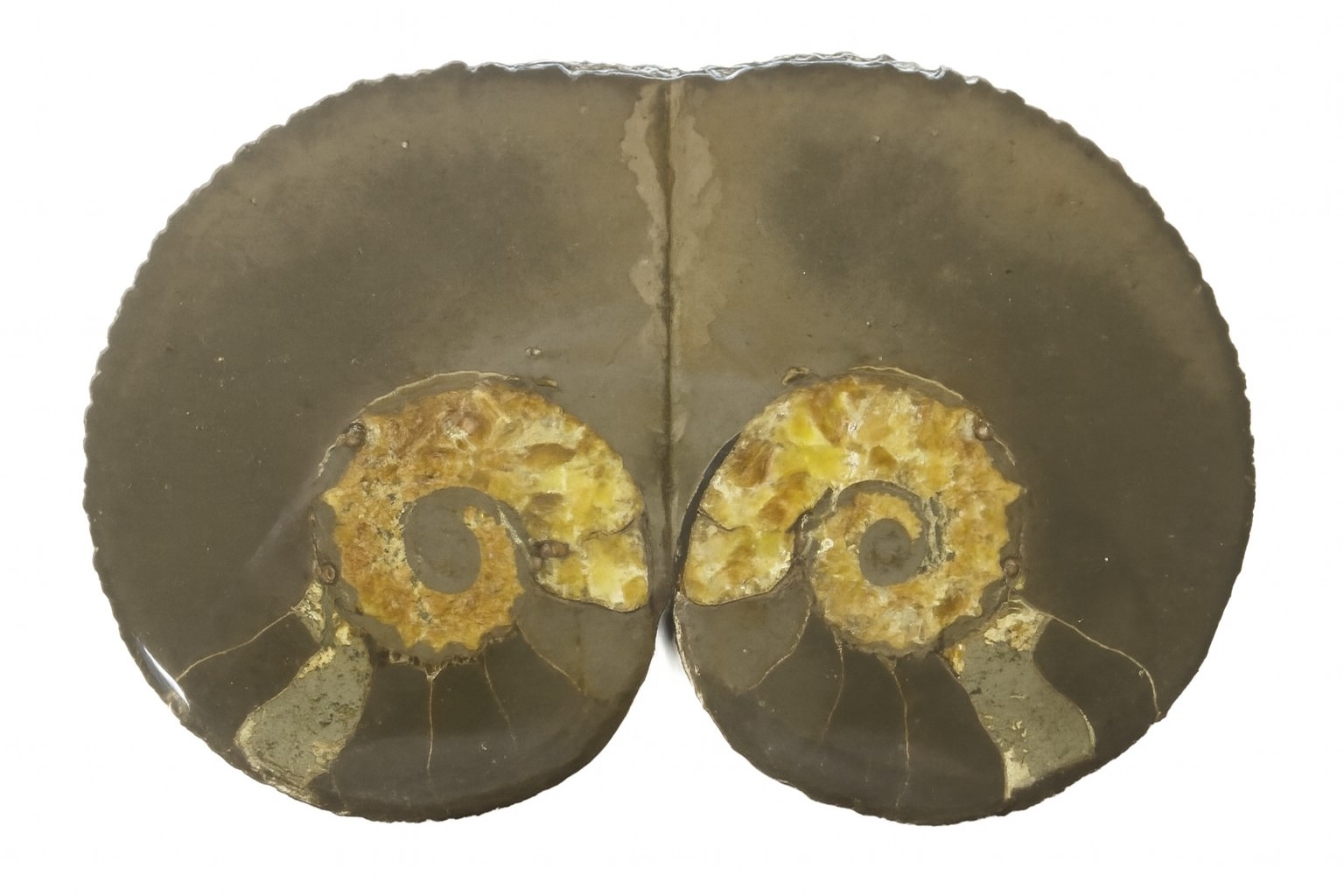 Australiceras.
