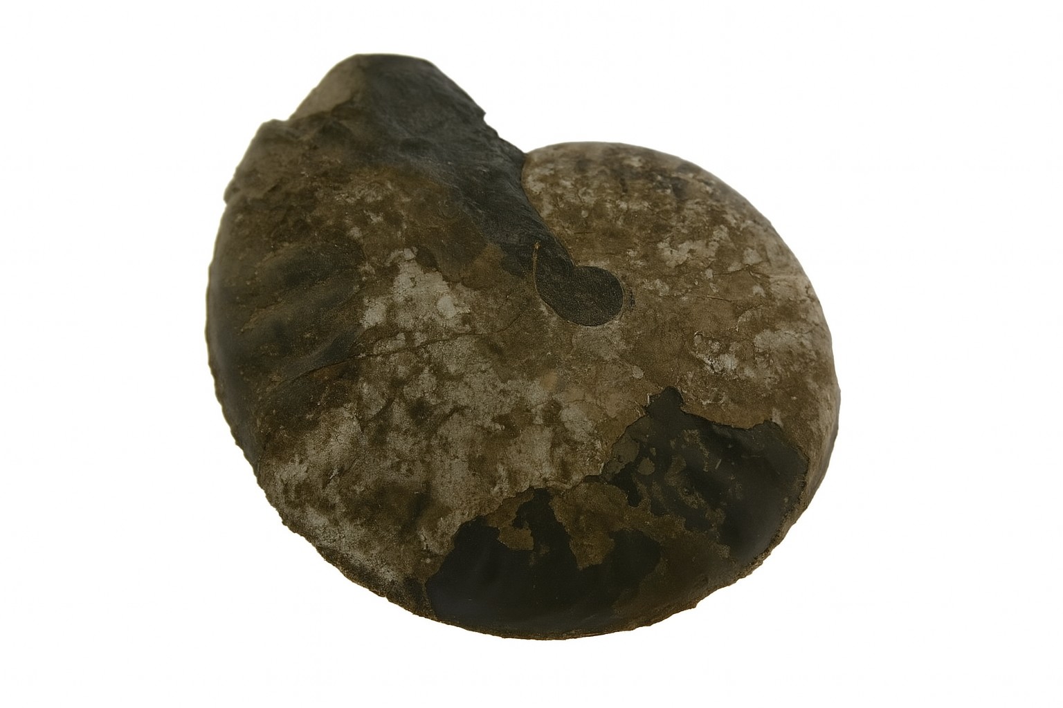 Sanmartinoceras olene.