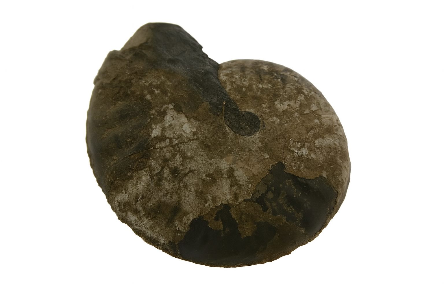 Sanmartinoceras olene.