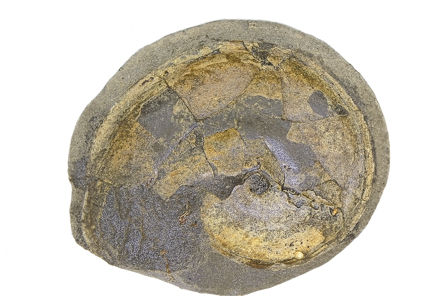 Aconeceras walshensis.