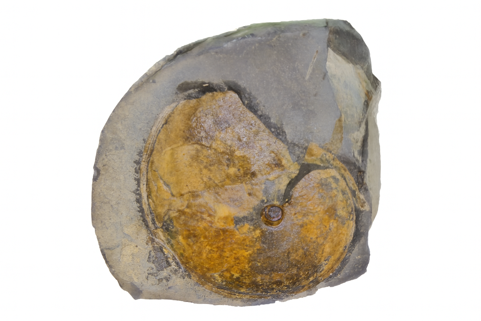 Aconeceras walshensis