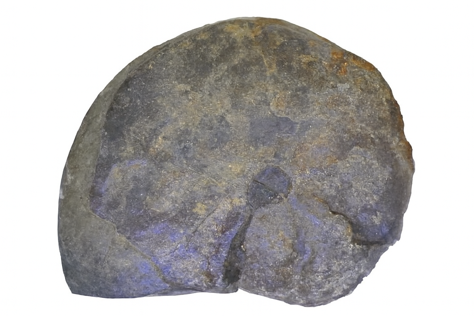 Aconeceras walshensis.