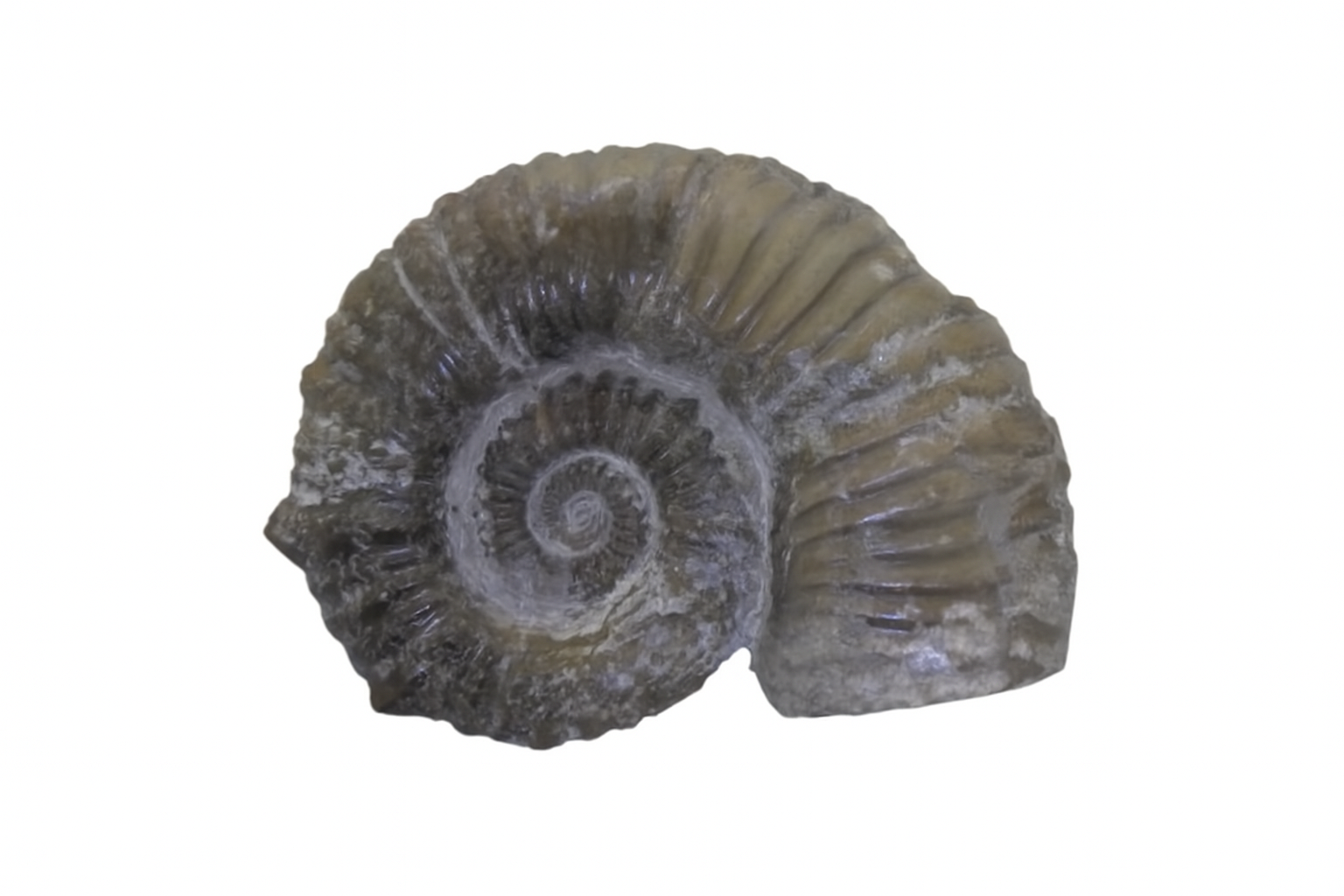 Australiceras jackii