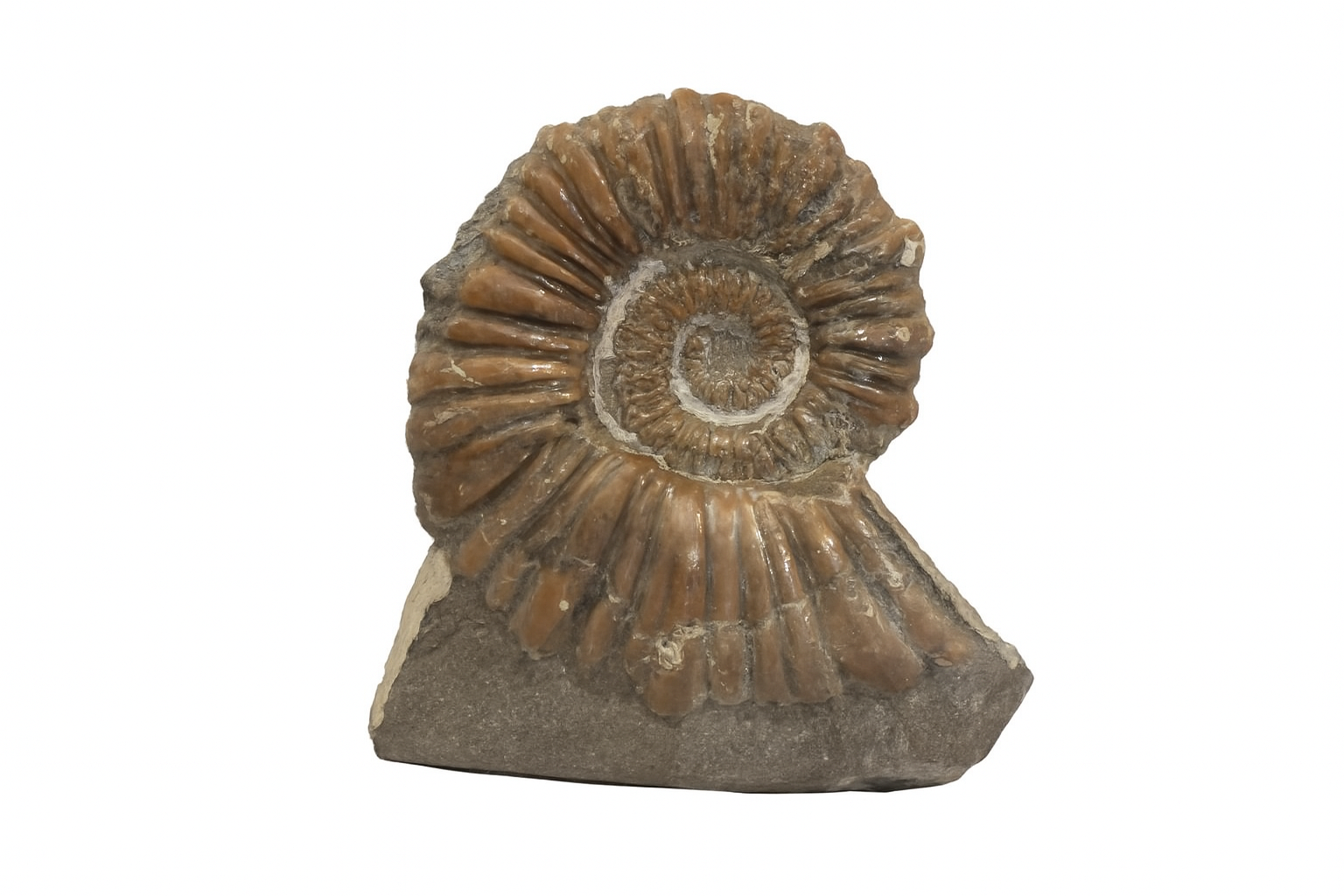 Australian Ammonites
