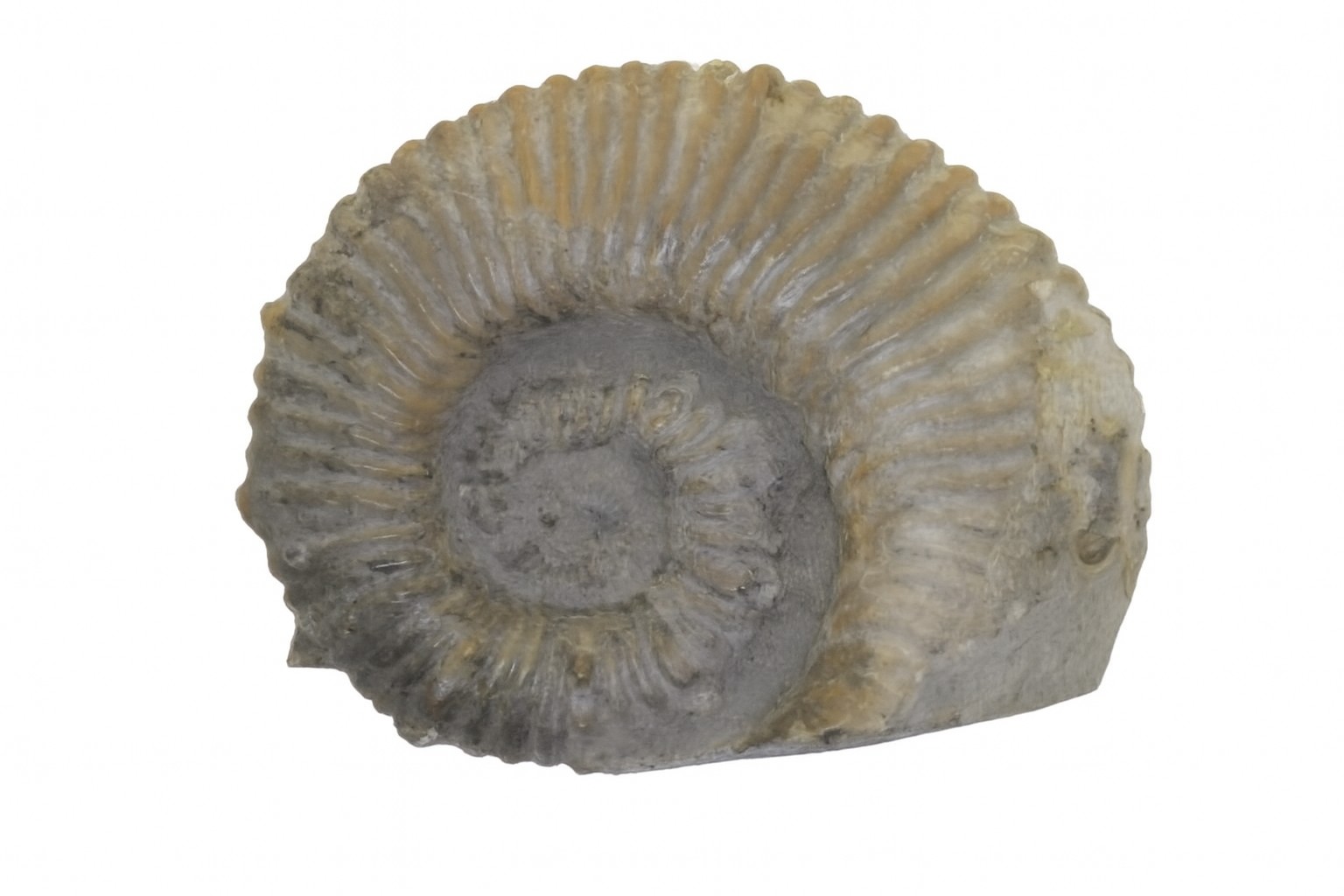 Australiceras.