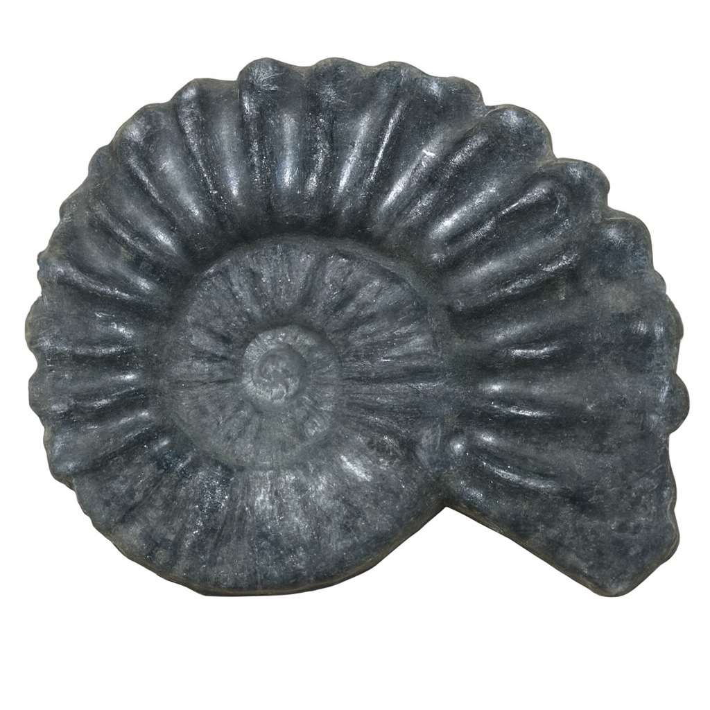 South American Ammonites