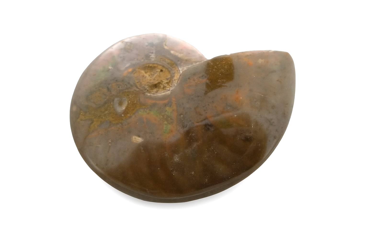 Opalescent Ammonite.