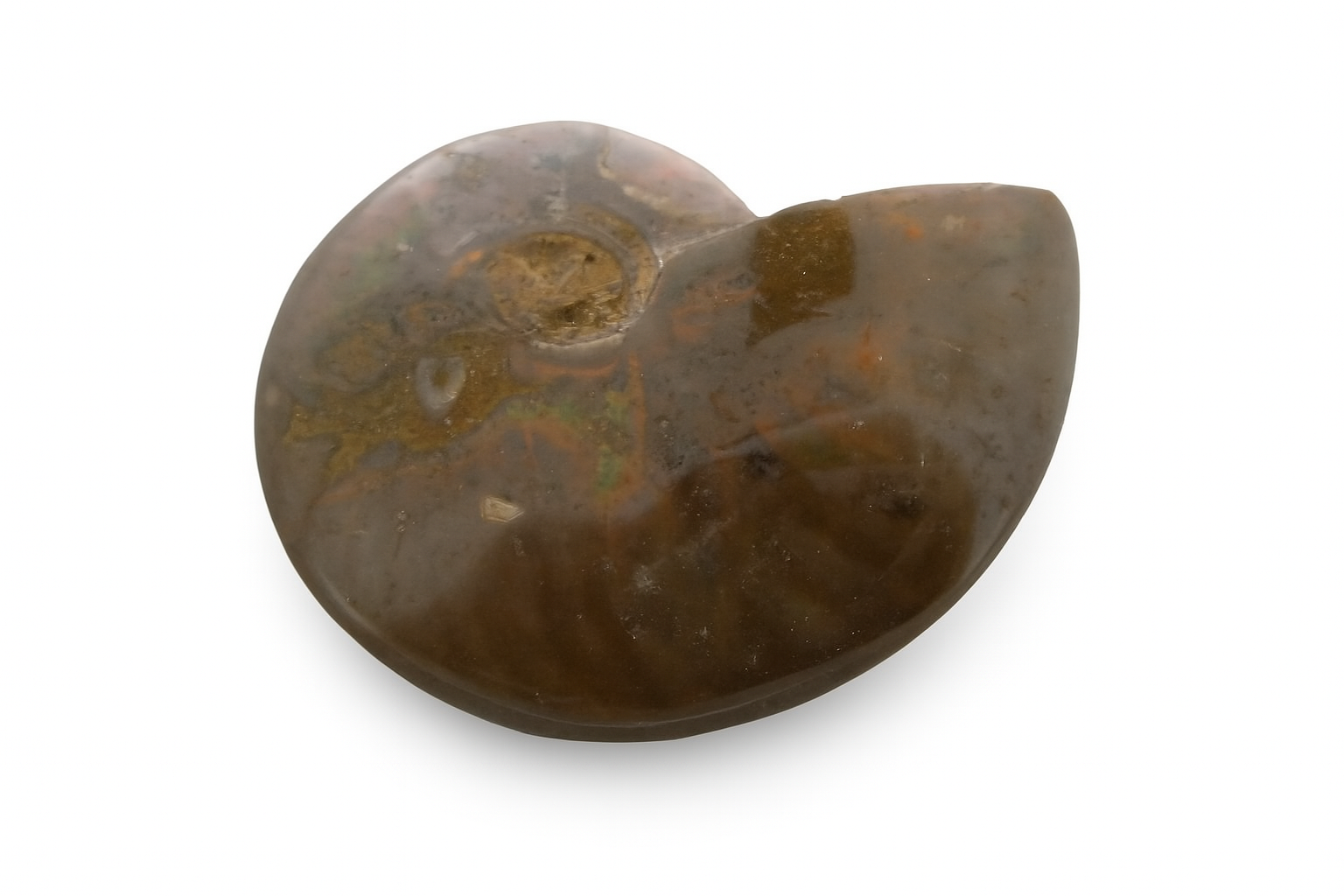 Opalescent Ammonite.