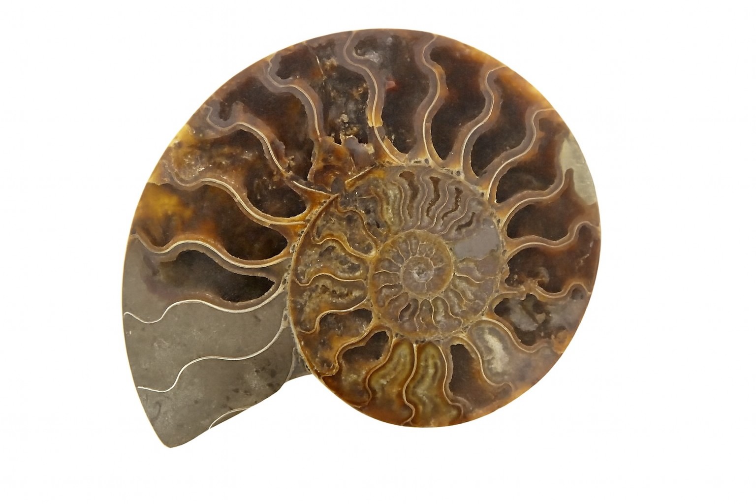 Half Cleoniceras