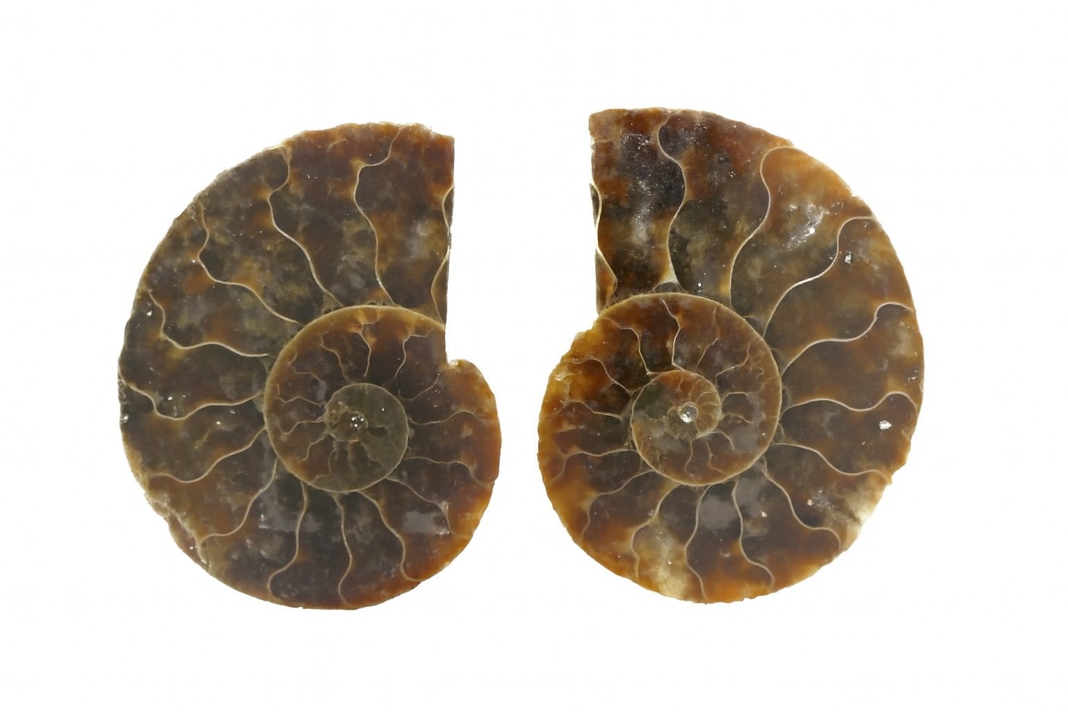 Pair of Cleoniceras.