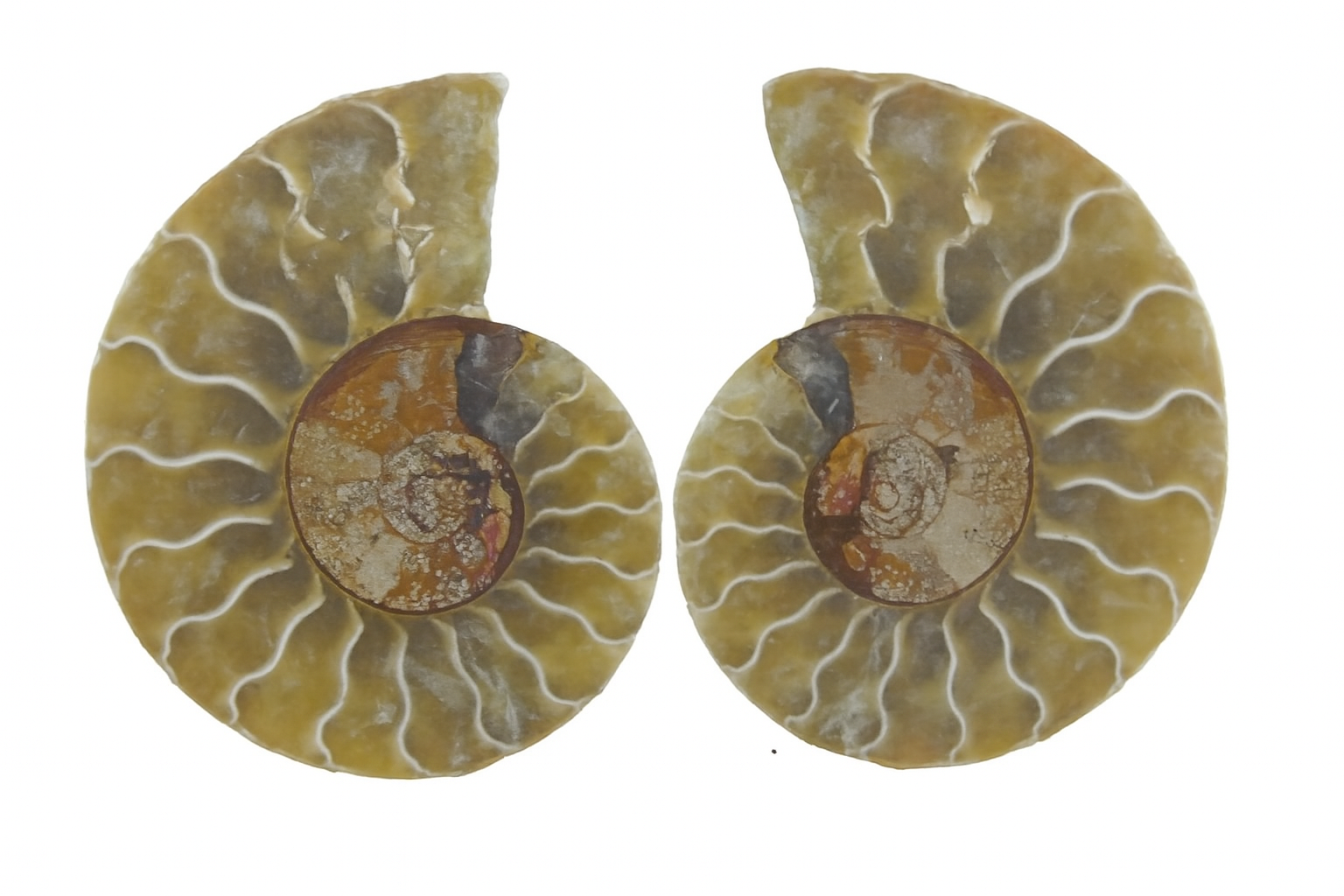 Ammonites