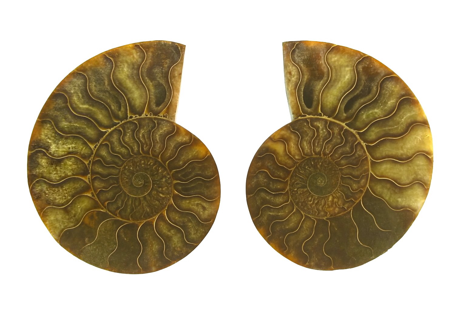 Pair of Cleoniceras.